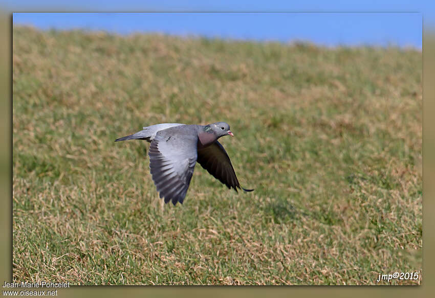 Pigeon colombinadulte, Vol