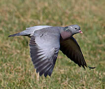 Stock Dove