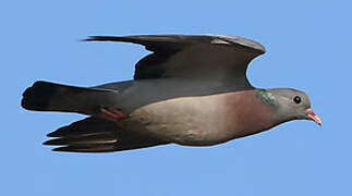 Stock Dove