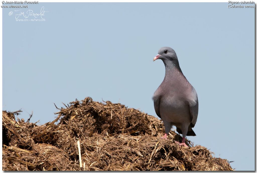 Pigeon colombin