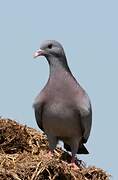 Stock Dove