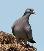 Pigeon colombin