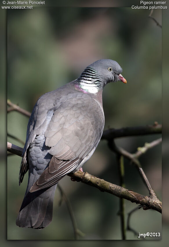 Common Wood Pigeon