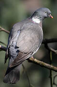 Common Wood Pigeon