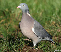 Common Wood Pigeon