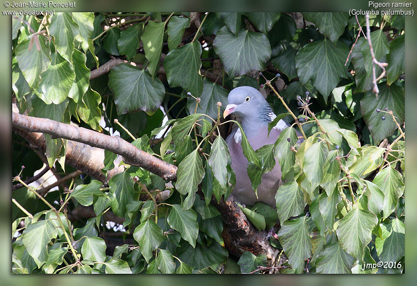 Common Wood Pigeon