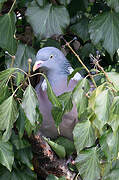 Common Wood Pigeon