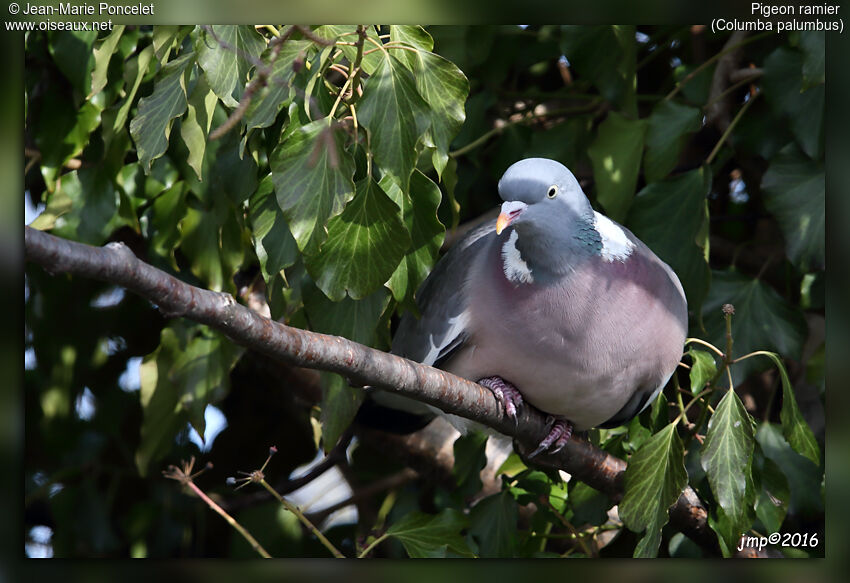 Common Wood Pigeon