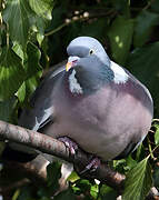 Common Wood Pigeon