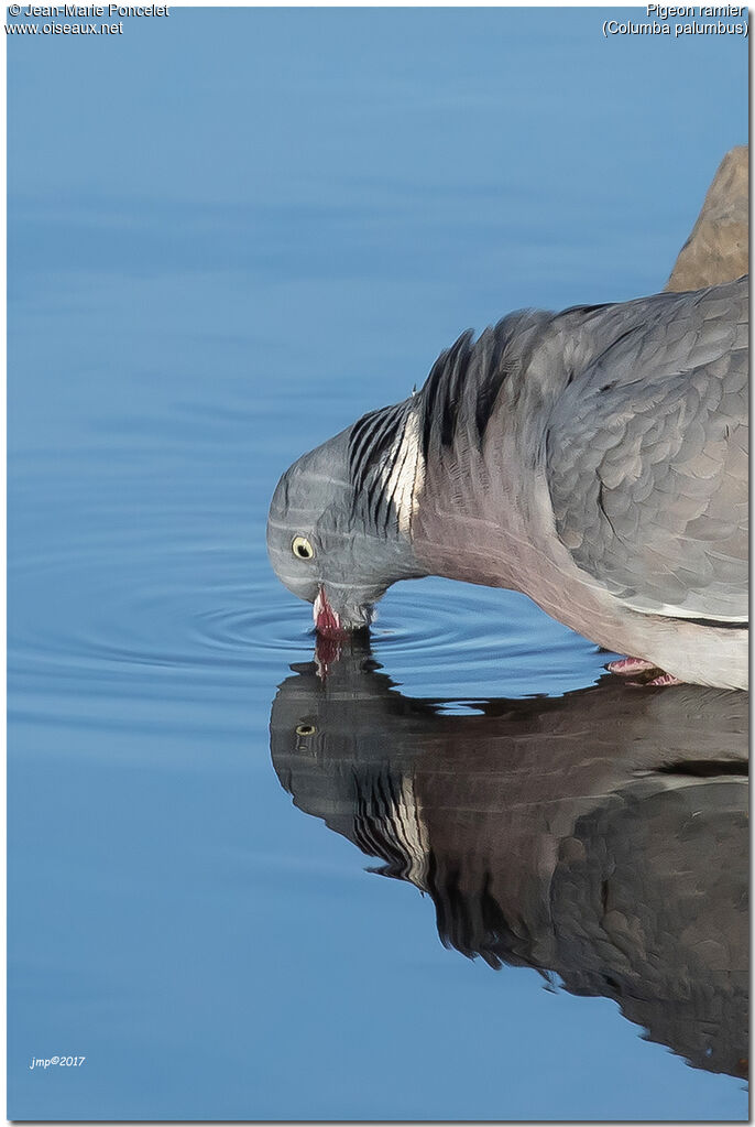 Common Wood Pigeon