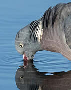 Common Wood Pigeon