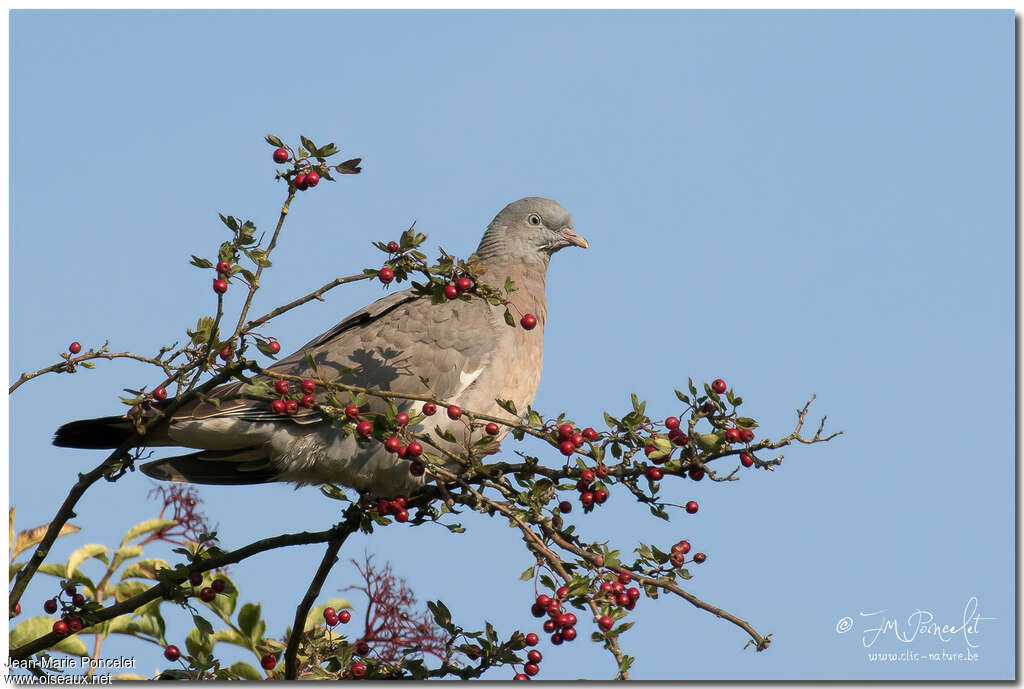 Common Wood PigeonFirst year, identification