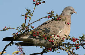 Common Wood Pigeon