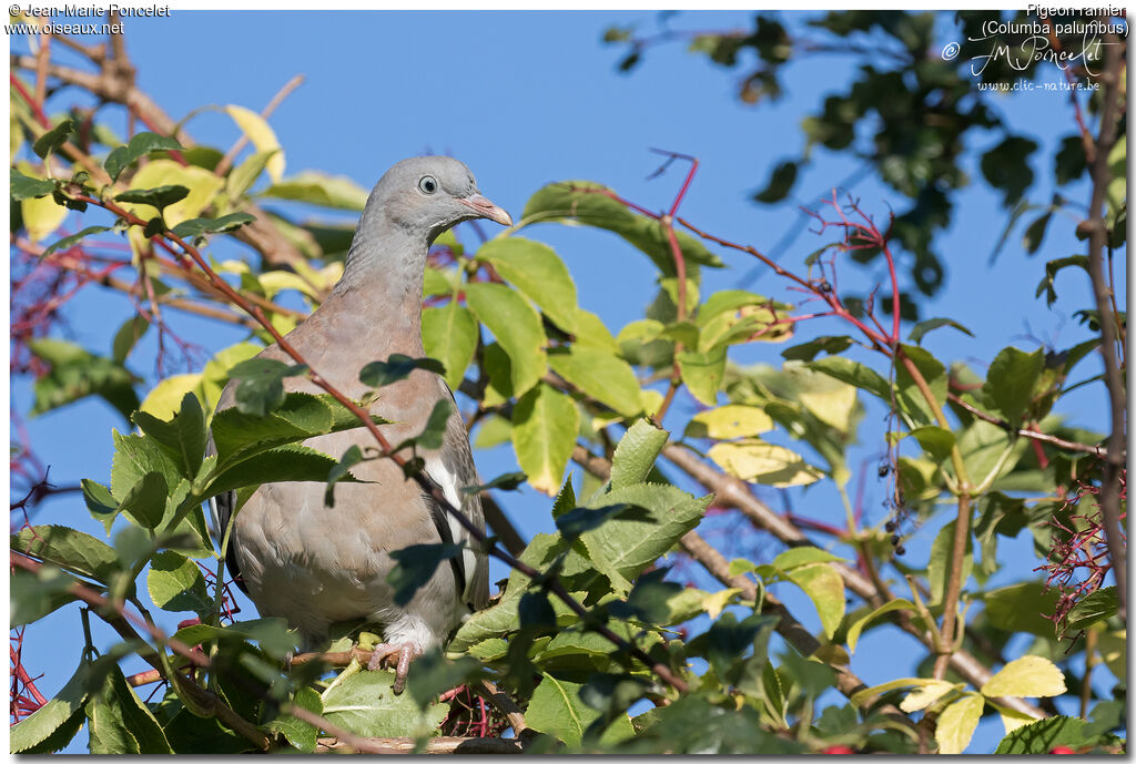 Pigeon ramierjuvénile