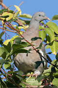 Common Wood Pigeon