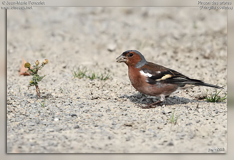 Eurasian Chaffinch male