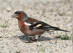 Common Chaffinch