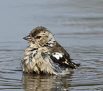 Common Chaffinch