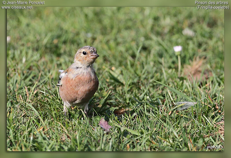 Eurasian Chaffinch male