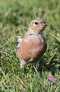 Eurasian Chaffinch