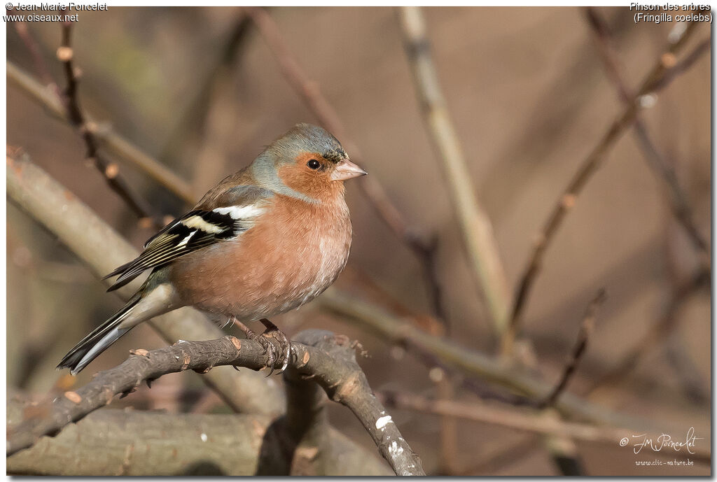 Eurasian Chaffinch male