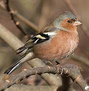 Common Chaffinch