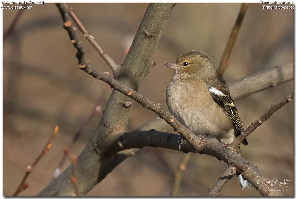 Common Chaffinch female