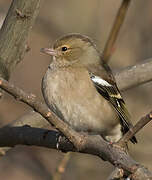 Eurasian Chaffinch