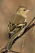 Eurasian Chaffinch