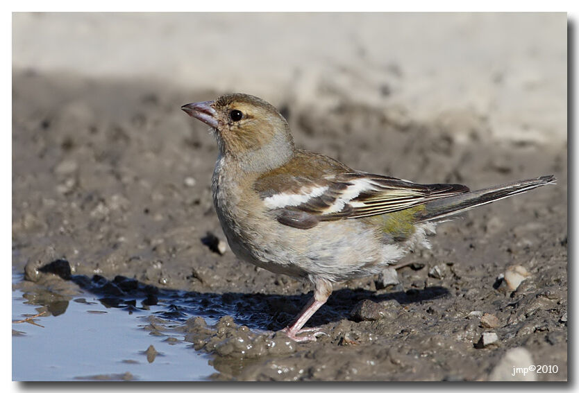 Common Chaffinch