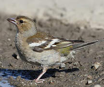 Eurasian Chaffinch