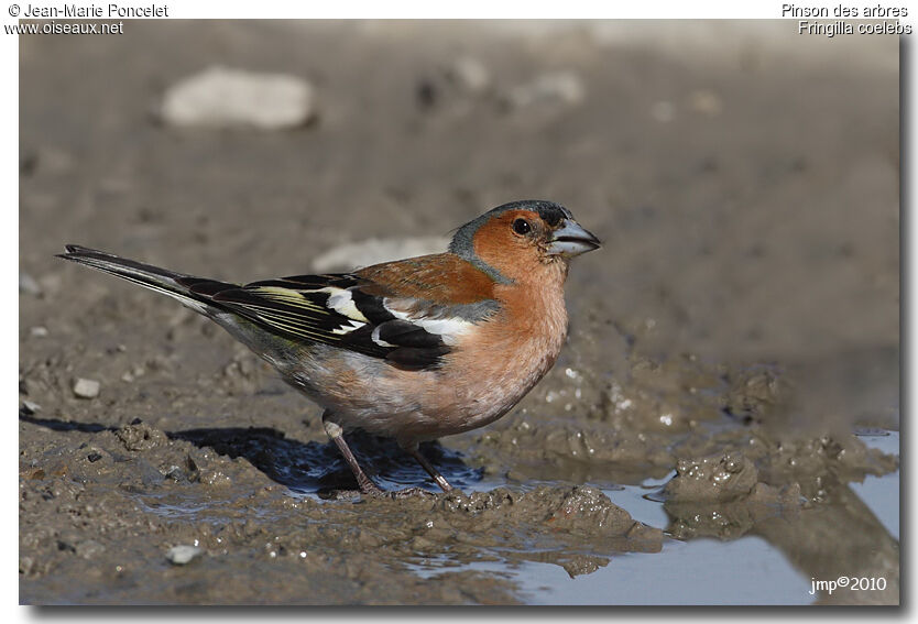 Common Chaffinch male