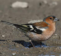 Eurasian Chaffinch