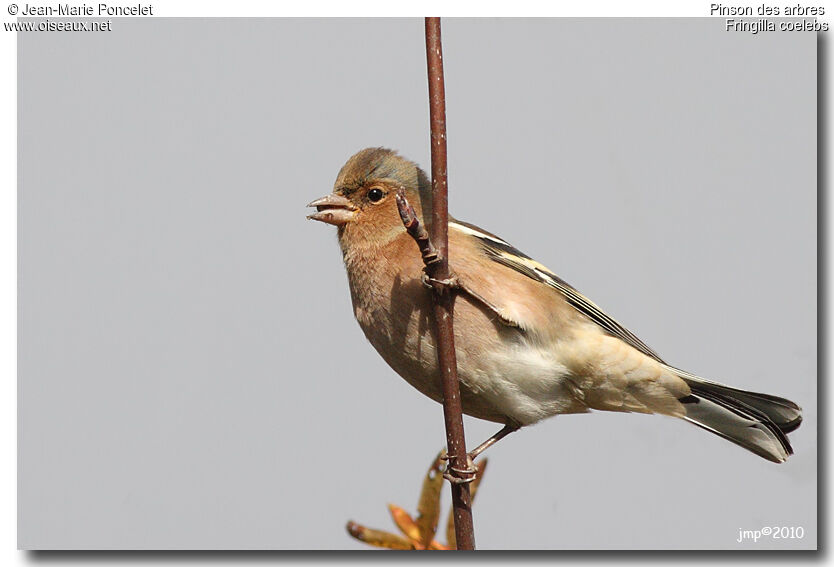 Common Chaffinch