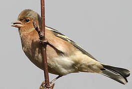 Eurasian Chaffinch