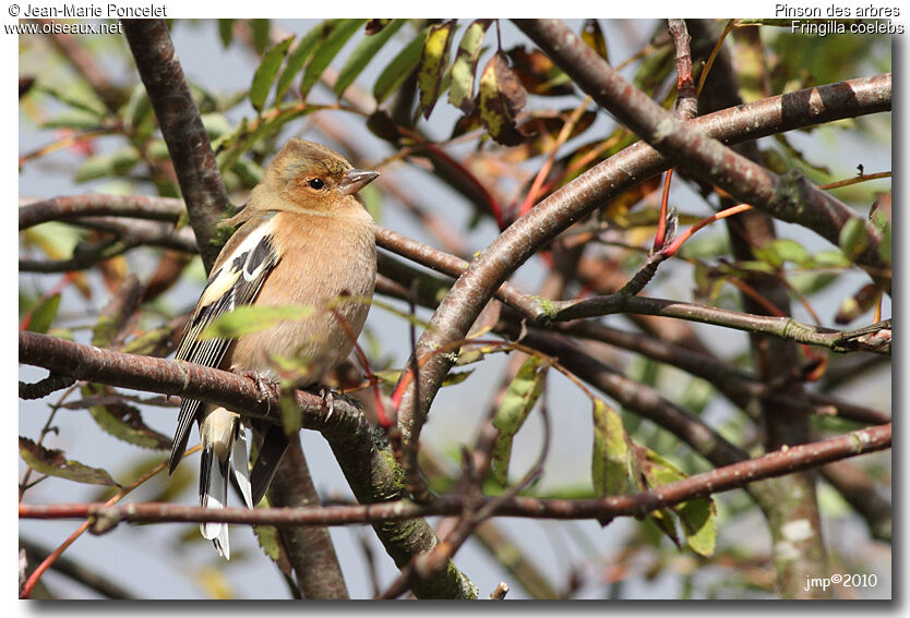 Common Chaffinch