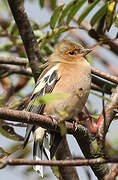 Common Chaffinch