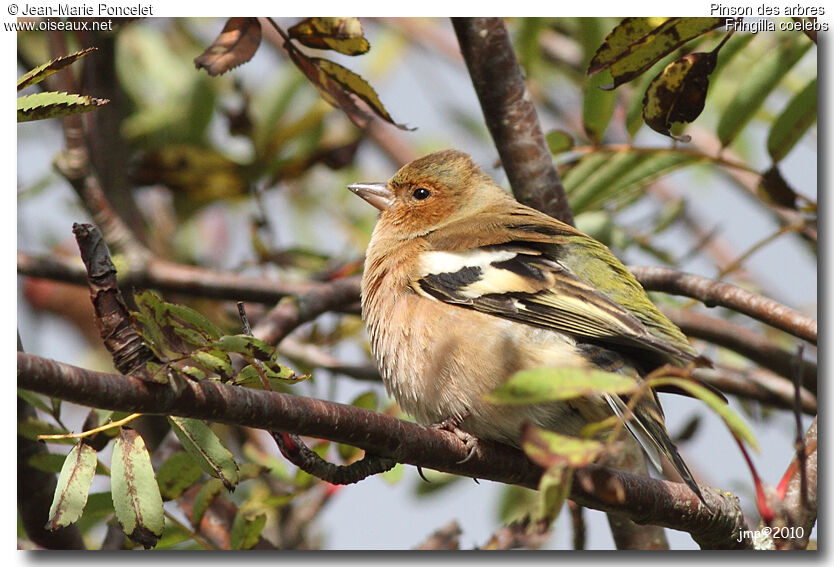 Eurasian Chaffinch