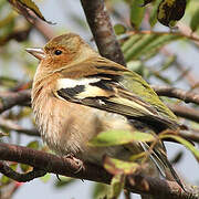 Eurasian Chaffinch