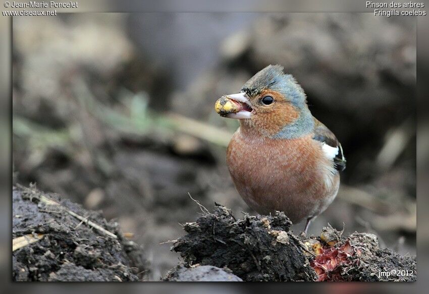 Common Chaffinch