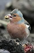 Eurasian Chaffinch