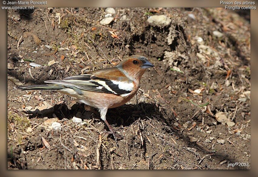 Common Chaffinch