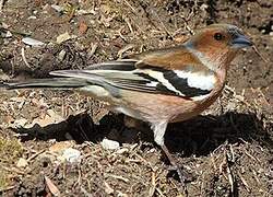 Common Chaffinch