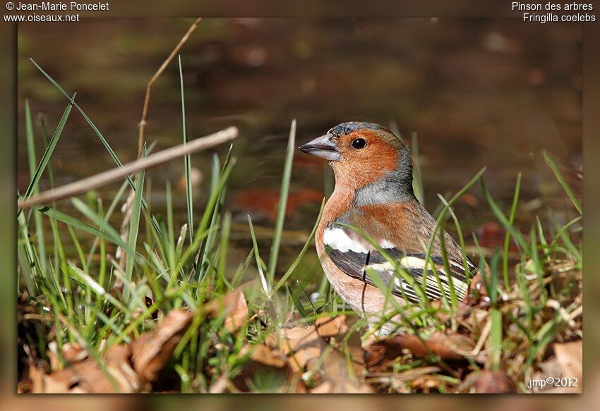 Common Chaffinch