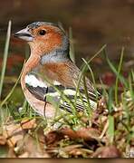 Eurasian Chaffinch