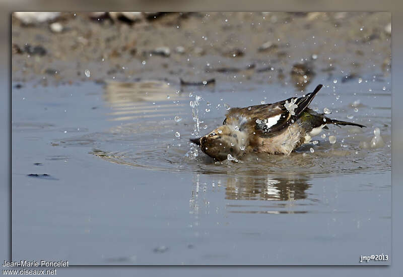 Common Chaffinch female adult, care