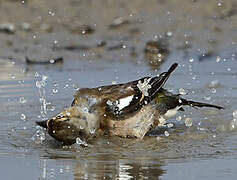 Eurasian Chaffinch