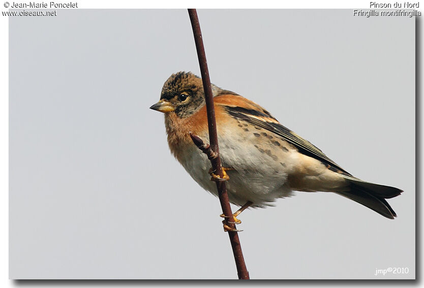 Brambling