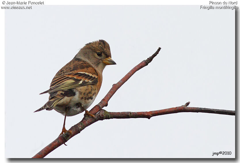 Brambling