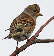 Brambling